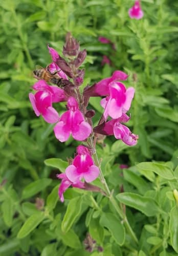 Salvia greggi MIRAGE 'Soft Pink'® / Sauge arbustive rose clair/Conteneur de 3 à 4 litres/Vivace