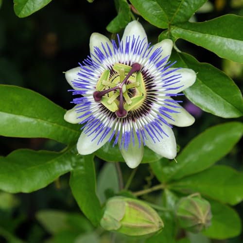 Passiflora caerulea - Exotic Climber with Stunning Flowers and Edible Fruits | Vigorous Growth - 1x 9cm Potted Plant by Thompson & Morgan