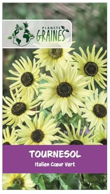 50 Graines de Tournesol Annuel Géant 'Italian Green Heart' (Helianthus) - Fleurs Jaune Citron à Cœur Vert Tendre