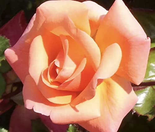 'Edward's Rose' Potted Rose - Clusters of Lovely Apricot Blooms - Floribunda Rose - Great Gift Idea - 4 Litre Pot