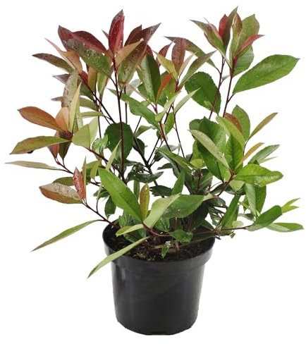 Photinia Natural Planta Arbustiva de Exterior de Mantenimiento Sencillo