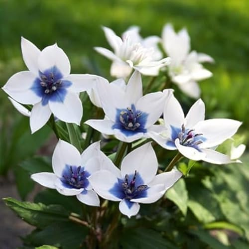 Botanische Niedriege Tulpen Tulpenzwiebeln Onion Farbe Sorte zur Auswahl Knollen winterhart mehrjährig Tulpe (Alba Coerulea Oculata 5 Stk.)