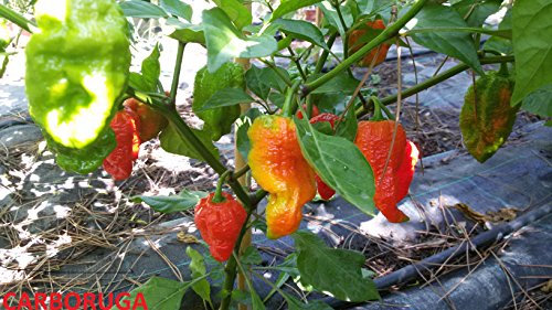 GRAINES DE PIMENT-CARBORUGA (CARBON BHUT 7 POT X TRINIDAD SCORPION MORUGA RED)