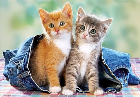alles-meine.de GmbH 60 Teile Puzzle Kinderpuzzle Kinder 2 Zwei Katzen IN Einer Jeans Tier Tiere Castorland