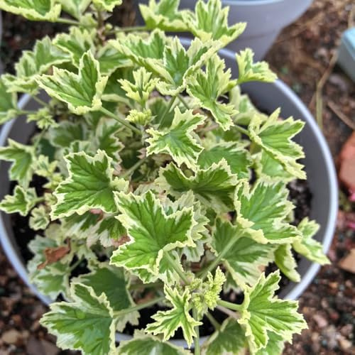 semi di geranio profumati - pelargonium graveolens - culinarie, rare di geranio limone tappezzanti, perenni decorativi Giardino 40pcs