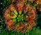 20 Hardy Sundew Seeds - pianta carnivora, Drosera rotundifolia