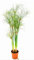 POWERS TO FLOWERS - PAPIRO, CYPERUS PAPIRUS, PAPIRO DA LAGHETTO, VASO 16CM DIAMETRO, ALTEZZA 70CM, piante vere