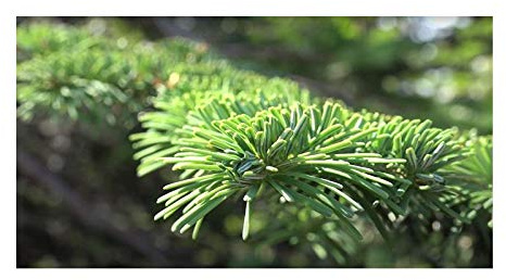 Stk - 10x Abies amabilis Purpur-Tanne Pflanzen - Samen ID223 - Seeds & Plants Shop by Ipsa