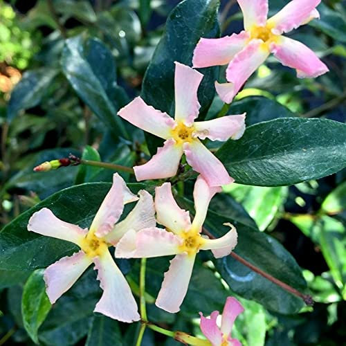Plant Theory 60cm Cane Trachelospermum asiaticum Pink Showers Pink Flowering Vine Climbing Plant 2L Pot