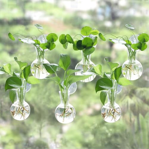 Bunmery Lot de 6 stations de propagation de fenêtre, faciles à installer, ampoules de propagation de plantes avec ventouses, sans clous, station de propagation murale, vase en verre pour terrarium