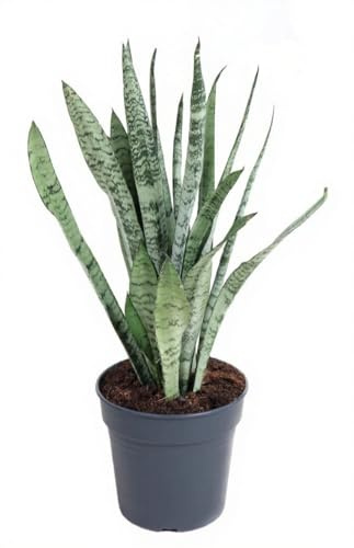 Sansevieria Silver Princess Bogenhanf silbrig grün aufrecht wachsend Zimmerpflanze 60 cm Höhe