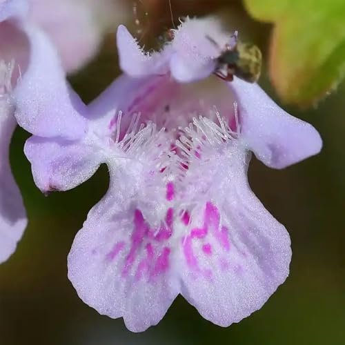 semi di edera terrestre biologici selvatici balcone Glechoma hederacea perenni rare, decorazione soggiorno biologici, 300pcs
