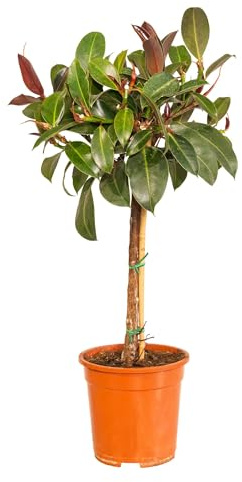 Bonplants Ficus, Alberello Sempreverde, Vaso 21 cm, h 85 cm (Elastica Melany)