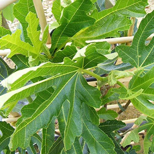 Fig Fruit Hardy Shrub Bushy Deciduous Patio Garden Plant 'Dalmatie' 3L Pots by Thompson and Morgan (1)