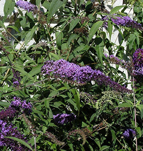 Sommerflieder Ile de France 60-80cm - Buddleja