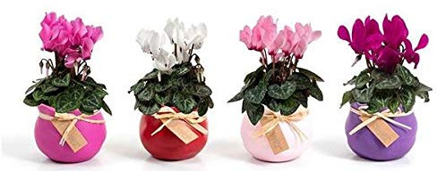 POWERS TO FLOWERS - CICLAMINO NANO SET 4 PIANTE IN VASO CERAMICA COLORATO, piante vere