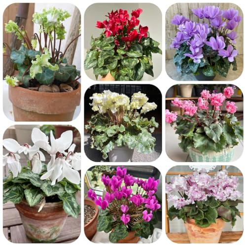 alpenveilchen seltene, wohnzimmer deko cyclamen blumenwiese mehrjährig winterharte deko balkon topfpflanzen 400samen