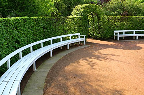 Müller Münchehof GmbH 25 Stück Hainbuche im Topf/Container Größe 30 bis 50 cm