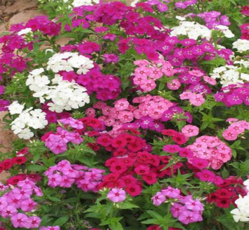 Annual Phlox Mix 100 semi Phlox drummondii facile crescere giardino CombSH I36