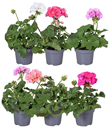 Flores de Colores Geranios Pack de 6 Plantas Naturales