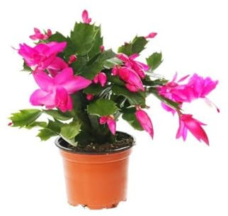 Planta Navidad Cactus de Pascua Schlumbergera Planta Viva para Exterior e Interior