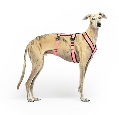 Arnés de 3 Puntos Antiescape Antitirones - Ideal para: Teckel, Galgo Italiano, Whippet, Galgo, Podenco - Seguro, Transpirable y Duradero Caminar, Entrenar y Correr - Rosa, XL
