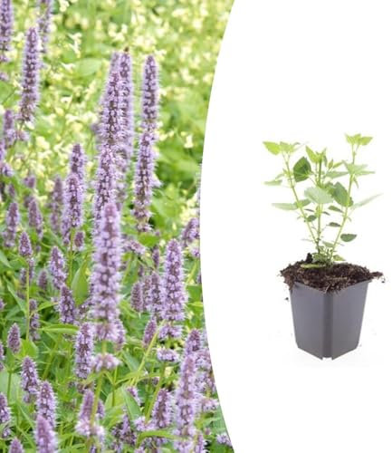 Agastache 'Blue Fortune' | 6 pièces - 10-25cm - Ø9cm - Plante de jardin