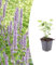 Agastache 'Blue Fortune' | 6 piezas - 10-25cm - Ø9cm - Planta de jardín