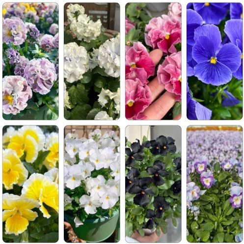 viola cornuta - decorazioni giardino resistente acquistare semi da 200pcs
