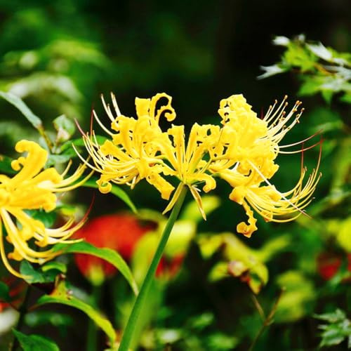 giglio ragno, giglio di sangue - Coltivare da giardino sul lycoris radiata decorazione soggiorno in vaso, di selvatici, primaverili 14bulbi