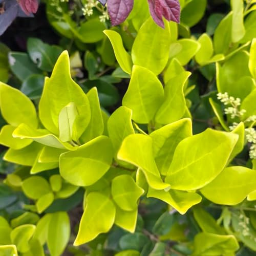 semi di ligustro - varietà antiche biologiche resistenti, adatte al pieno sole balcone raro balcone giardino roccioso Copertura del terreno 250pcs
