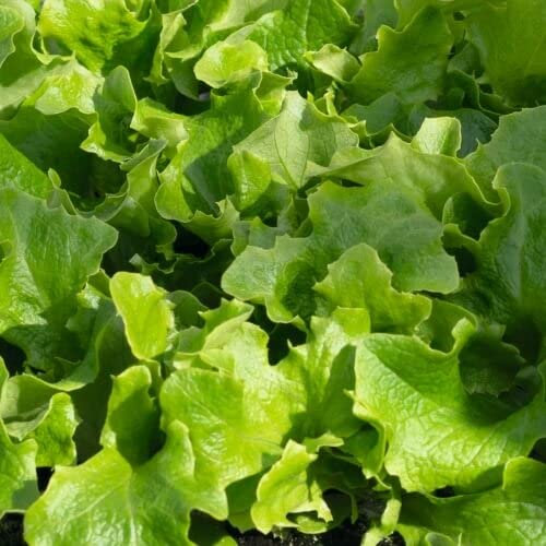 Lechuga Maravilla de Verano Semillas Naturales para Cultivar en Huerto Urbano