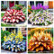 Bulbos de hosta. Planta de follaje resistente al frío, utilizada en patios, balcones, parterres, etc., planta perenne.-D-4bulbos