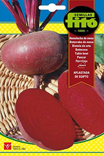 graines fitó 276 – graines Betterave aplastada de Egypte