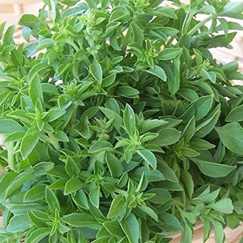 BASILICO FINE VERDE NR.300 SEMI