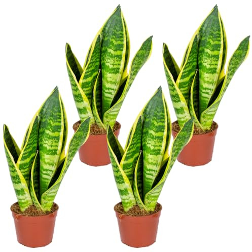 Sansevieria 'Superba' lot de 4 - Plante d'intérieur et pot ⌀9 cm - 35 cm