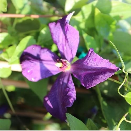 Clematide 'Polish Spirit' 50–60 cm Vaso – Clematis 'Polish Spirit' – Fioritura viola abbondante