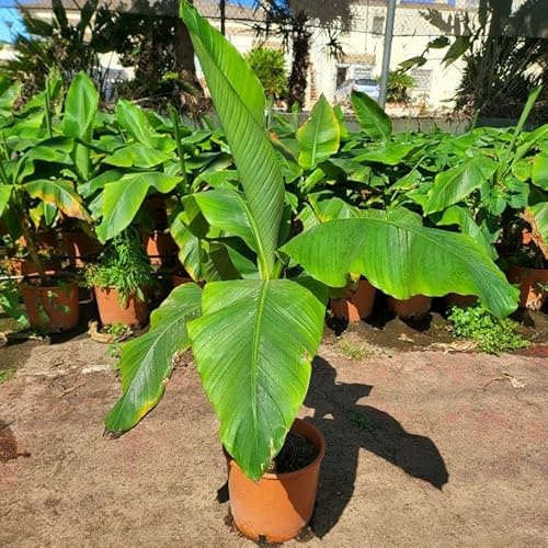 Musa Basjoo o Banana Japonesa + maceta