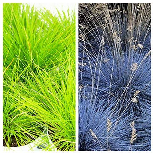 Ornamental Grass Mix - 2 Festuca Intense Blue 2 Deschampsia AmiLime - Gorgeous Fescue Grass Plants for Patio Pots