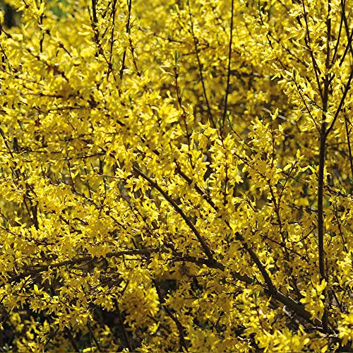 Forsythia Spectabilis Deciduous Hardy Shrub Golden Yellow Bell-Shaped Flowers Ideal for Borders Pots and Containers Forsythia x Intermedia Spectabilis 1x or 2X 9cm Pot