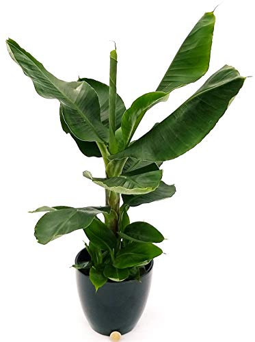 POWERS TO FLOWERS - BANANO, PIANTA DEL BANANO XXL IN VASO CERAMICA NERO, pianta vera
