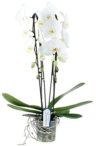 POWERS TO FLOWERS - ORCHIDEA PHALAENOPSIS 2 STELI CASCATA VASO16CM, FIORE XXL, pianta vera