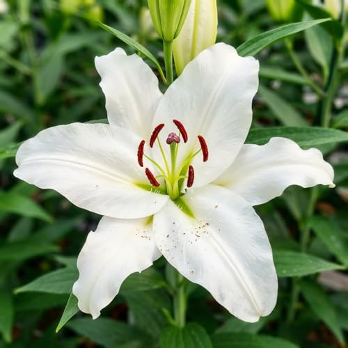 Bulbi Fiori Perenni da Esterno - 10 Bulbi di Gigli Orientali White Passion - Piante e Fiori Esclusivi dall'Olanda - per giardino, vasi e balcone (non semi, non artificiali)