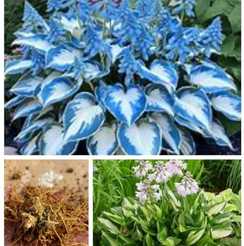 Hardy Perennial,Canna Plants UK, Excellent Display Hosta Tubers - Hardy Perennial - Garden Bedding Plants-4bulbs-C