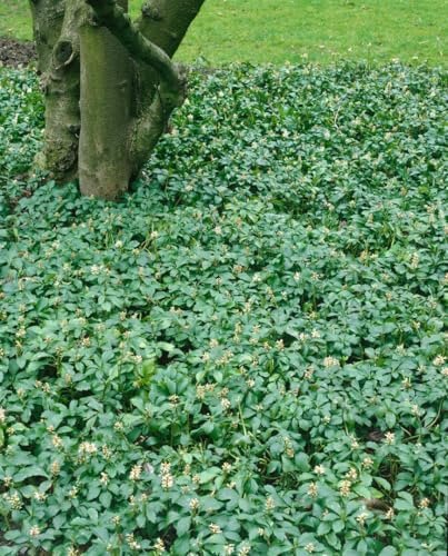 Ysander Pachysandra terminalis Dickmännchen 50 Stück Bodendecker immergrün | 50 Stück, dichter Wuchs, ideal für schattige Beete, robust, bodendeckend, unterdrückt Unkraut, ganzjährig grün