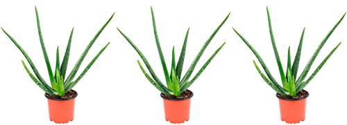 3er-Set Echte Aloe - echte Zimmerpflanze, Aloe vera - Höhe ca. 40 cm, Topf-Ø 12 cm