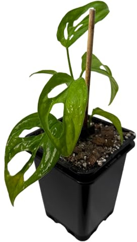Monstera obliqua el oro – seltene Zimmerpflanze | Kletterpflanze für Moosstab, Rankstab & Indoor Jungle | exklusive Sammler-Pflanze für Wohnräume