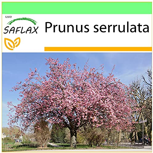 SAFLAX - Japanische Blütenkirsche - 30 Samen - Prunus serrulata