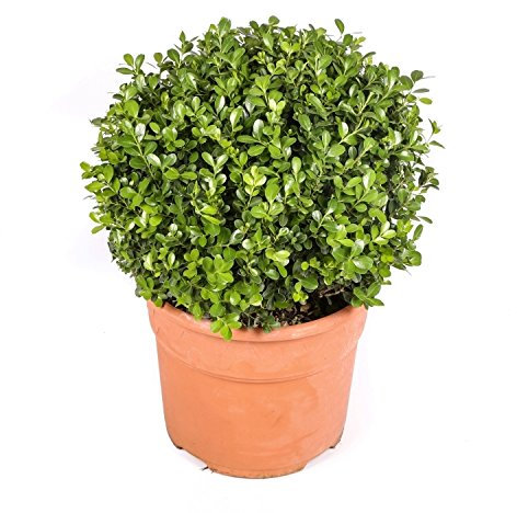 Buxus - Maceta 25cm. - Bola aprox. 30cm. - Planta viva - (Envíos sólo a Península)