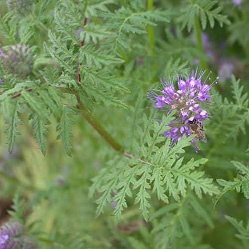 Phacelia tanacetifolia 25 kg Bienenweide Bienenfutter Zwischenfrucht Trachtpfla.